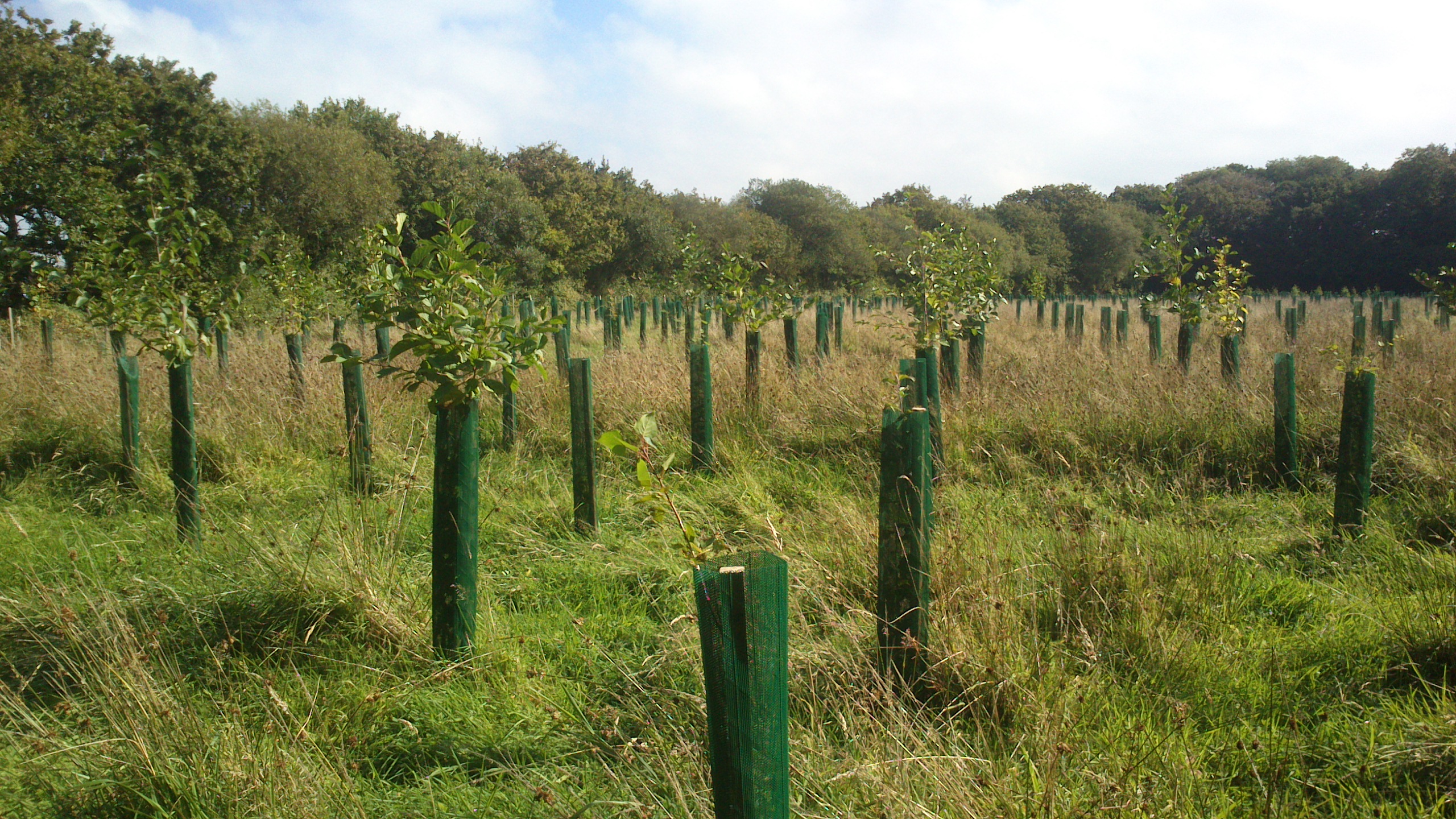 New Woodland Planting near Petrockstowe, Devon