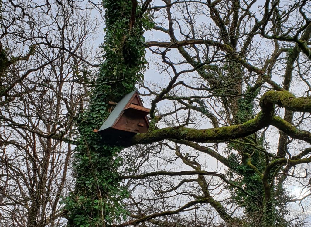 Barn Owl Box in Tree