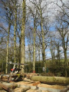 Mobile Sawmill in the woods