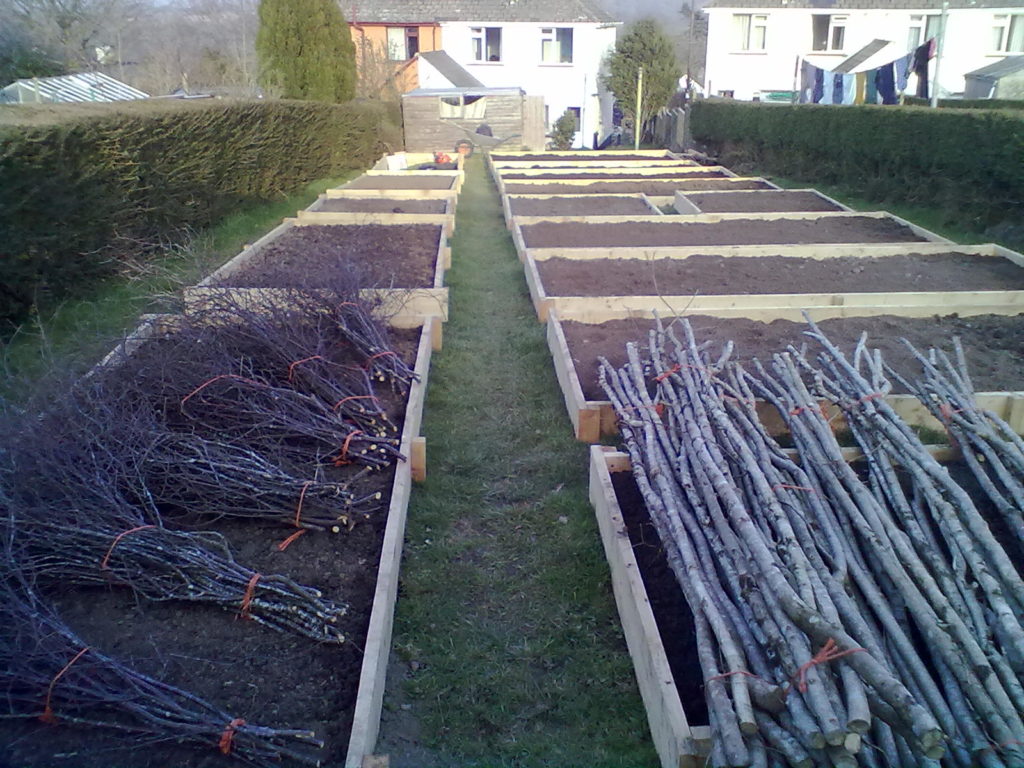 Raised beds, bean poles and pea sticks