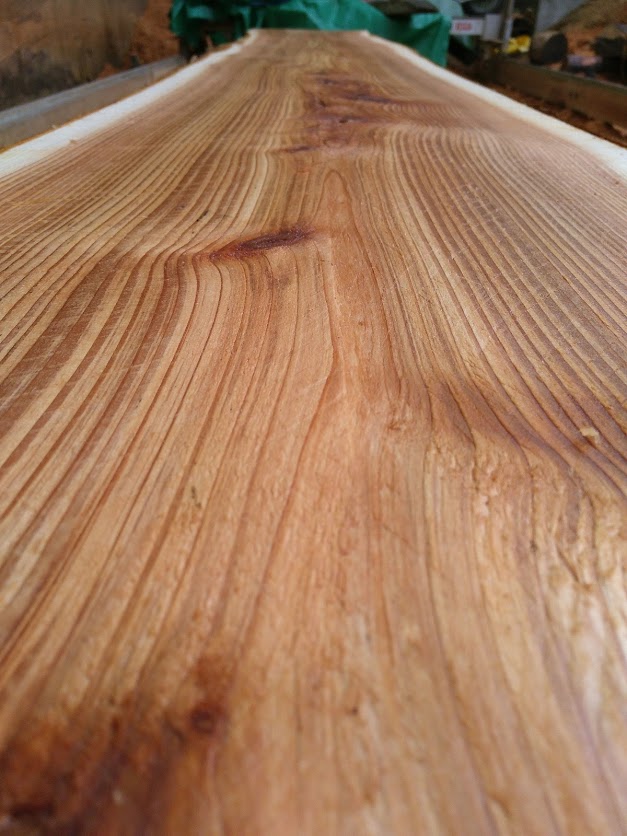 Western Red Cedar