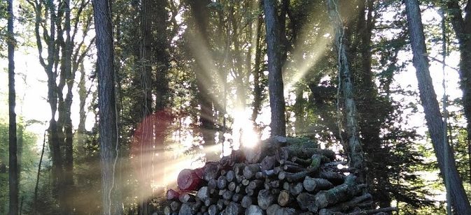 Autumnal scene in the woods with morning sunlight streaming in through the trees